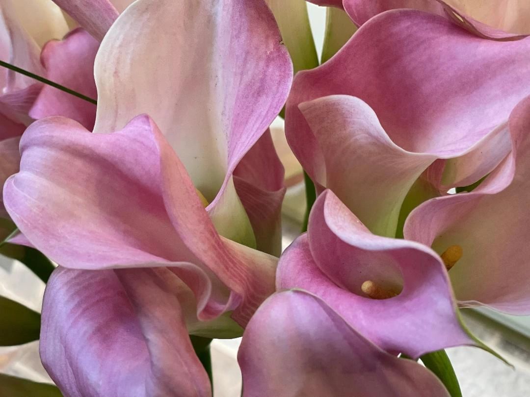 Art of Flowers Gallery